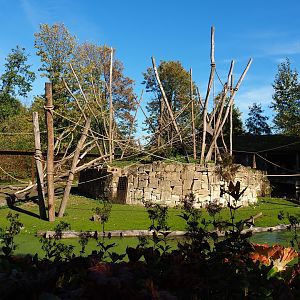 Yellow-breasted capuchin - Capybara exhibit (Oct 13th, 2018)