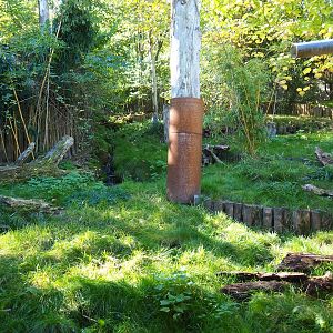 Giant anteater - Azara's agouti exhibit (Oct 13th, 2018)