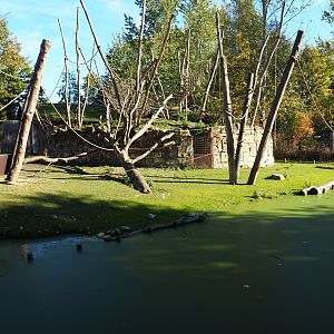 Yellow-breasted capuchin - Capybara exhibit (Oct 13th, 2018)
