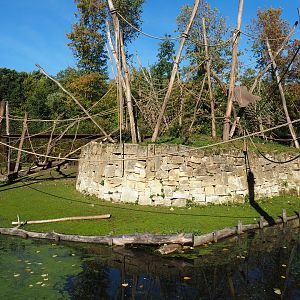 Yellow-breasted capuchin - Capybara exhibit (Oct 13th, 2018)