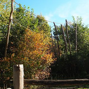 Red-faced spider monkey island (Oct 13th, 2018)