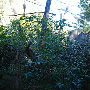 Red-legged seriema aviary (Oct 13th, 2018)
