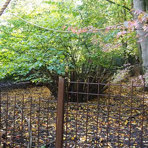 Southern white-lipped peccary paddock (Oct 13th, 2018)
