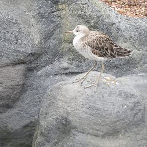 Cottage Aviary - Ruff 050119