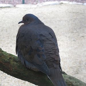 Cottage Aviary - Socorro dove 050119