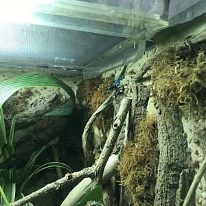 Reptile Nursery - Electric blue gecko 050119