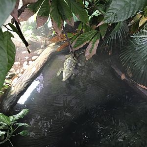 Crocodile Swamp - Cuban crocodile 050119