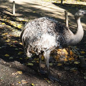 Darwin's rhea (Rhea pennata), Oct 13th, 2018
