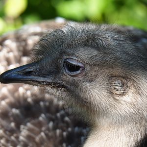Darwin's rhea (Rhea pennata), Oct 13th, 2018