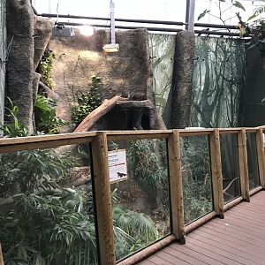 Crocodile Swamp - Komodo dragon exhibit 050119