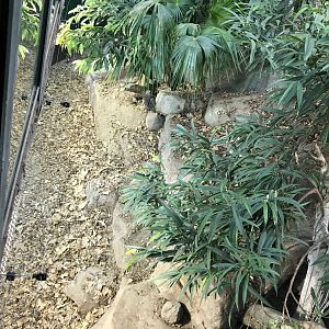 Crocodile Swamp - Komodo dragon exhibit 050119