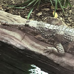 Crocodile Swamp - Sunda gharial 050119