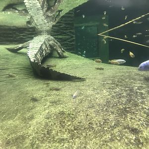 Crocodile Swamp - Saltwater crocodile 050119