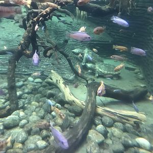 Crocodile Swamp - Alligator snapping turtles 050119