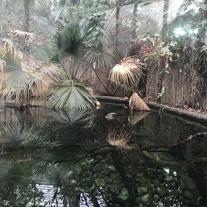 Crocodile Swamp - Saltwater Crocodile exhibit 050119