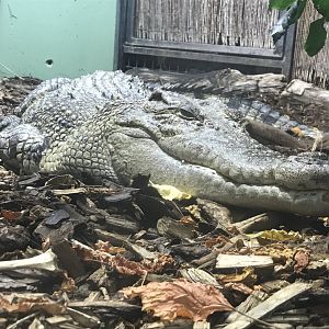Crocodile Swamp - Saltwater crocodile 050119