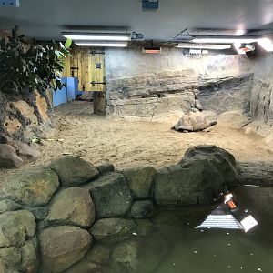 Aldabra giant tortoise exhibit 050119