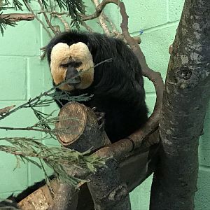 Monkey Heights - White-faced saki 050119