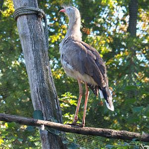 Red-legged seriema (Cariama cristata), Oct 13th, 2018