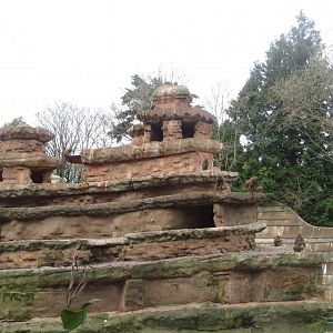 Hamadryas baboon exhibit 050119