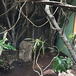 Monkey Heights - Squirrel monkey exhibit 050119