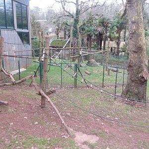 Monkey Heights - Cherry-crowned mangabey outdoors 050119