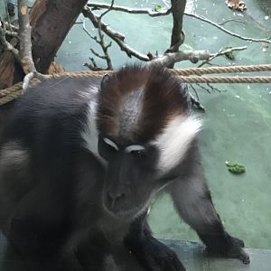 Monkey Heights - Cheery-crowned mangabey 050119