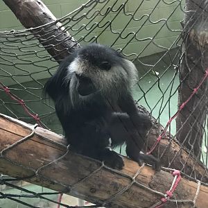 Monkey Heights - King colobus 050119