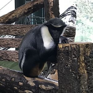 Monkey Heights - Diana monkey 050119