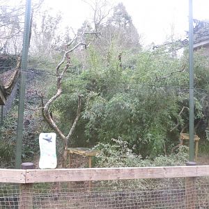 Monkey Heights - Pied tamarin exhibit 050119