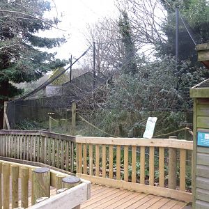 Monkey Heights - Emperor tamarin exhibit 050119