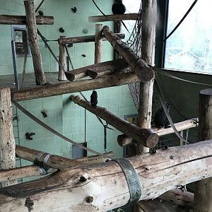 Monkey Heights - Sulawesi crested macaque indoors 050119