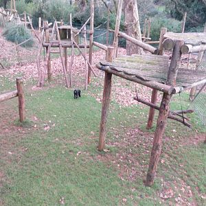 Monkey Heights - Sulawesi crested macaque outdoors 050119