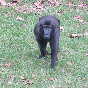 Monkey Heights - Sulawesi crested macaque 050119