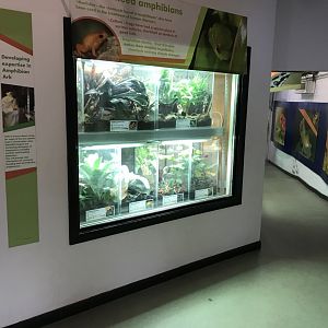 Amphibian Ark vivaria 050119