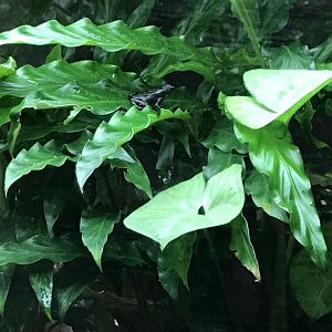 Amphibian Ark - Pebas stubfoot toad 050119