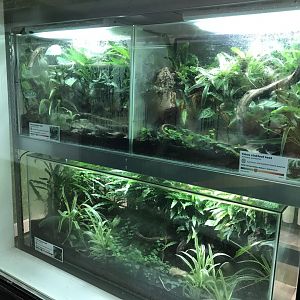 Amphibian Ark - Pebas stubfoot toad vivaria 050119