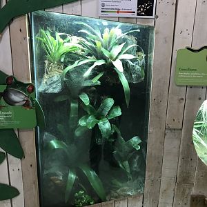 Amphibian Ark - Maranon poison dart frog vivarium 050119