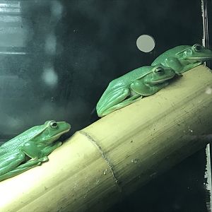 Amphibian Ark - Thao whipping frogs 050119