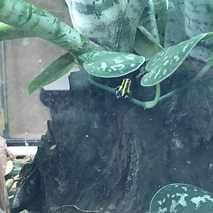 Amphibian Ark - Sira poison frog 050119