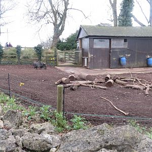 Collared peccary enclosure 050119
