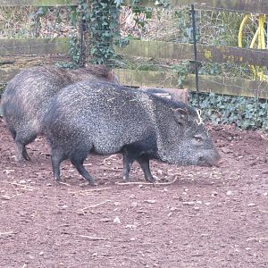 Collared peccaries 050119
