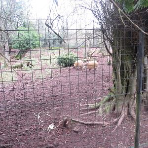 Red river hog enclosure 050119
