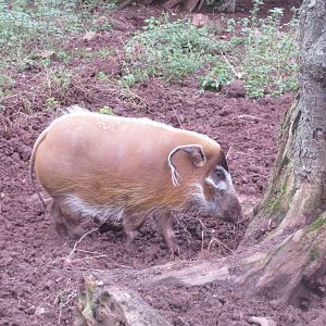 Red river hog 050119