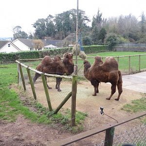 Bactrian camels 050119