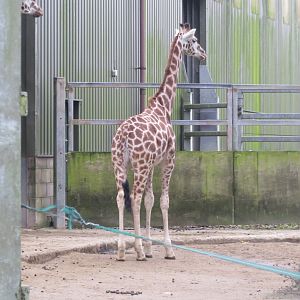 Rothschild's giraffe 050119