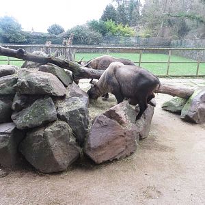 Mishmi takin exhibit 050119