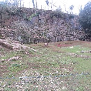 West Caucasian tur exhibit 050119