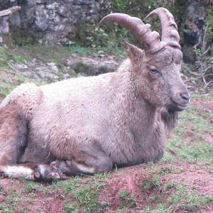 West Caucasian tur 050119