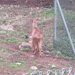 Barbary sheep in Tur enclosure 050119